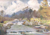 CUMBRIA. Lake district. Daffodils by the banks of the silvery duddon 1908