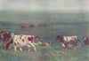 ARGENTINA. A scene on an Argentine Estancia 1908 old antique print picture