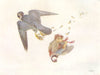 BIRDS. Pheasant, Partridges & Quail. Peregrine-falcon & Redlegged-partridge 1924