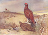 GROUSE. Grouse. Red-grouse; Cock (upper) and Hen 1924 old antique print