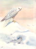 BIRDS. Grouse. Ptarmigan (Winter Plumage) hiding from Hawk 1924 old print