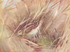 BIRDS. Woodcock and Snipe. Common-snipe crouching 1924 old antique print