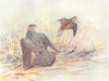 BIRDS. Woodcock and Snipe. Jack-snipe missed by a Merlin 1924 old print