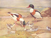 BIRDS. Wildfowl. Sheldrake (right) Shelduck and Ducklings 1924 old print