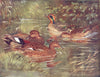 BIRDS. Wildfowl. Teal (right) and Gadwalls (left)  1924 old antique print