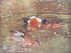 DUCKS. Wildfowl. Shovelers (upper pair) and Garganeys 1924 old antique print