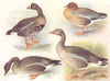 BIRDS. Wildfowl. Grey geese. Whitefronted-goose;Pinkfooted-;Bean-;Greylag  1924