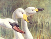 BIRDS. Wildfowl. Swans. Mute-swan(red); Whooper-swan(middle); Bewick's swan 1924