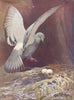 BIRDS. Pigeons. Rock-dove alighting on its nest 1924 old antique print picture