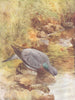 BIRDS. Pigeons. Stock-dove drinking 1924 old antique vintage print picture