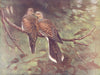 BIRDS. Pigeons. Turtle-doves 1924 old antique vintage print picture