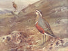 BIRDS. Plovers and Curlews. Dotterel and young 1924 old antique print picture