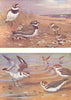 BIRDS. Plovers and Curlews. Upper. Ringed-plover Lower. Kentish-plover 1924
