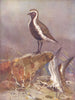BIRDS. Plovers and Curlews. Golden-plovers 1924 antique print picture