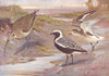BIRDS.Plovers & Curlews.Right.Grey-plover, Adult & Immature Left.Whimbrel 1924