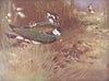 BIRDS. Plovers and Curlews. Lapwings 1924 old antique vintage print picture