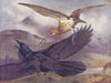 BIRDS. Plovers and Curlews. Curlew chasing a Raven from its breeding-place 1924