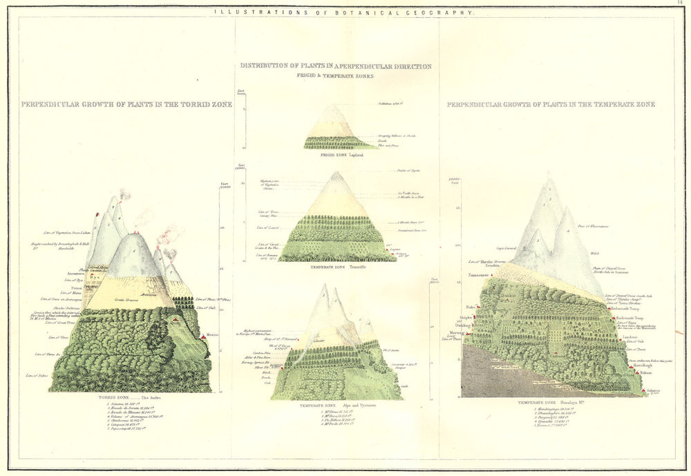 WORLD.Botanical.Perpendicular Plant growth Torrid Frigid Temperate zone 1881 map