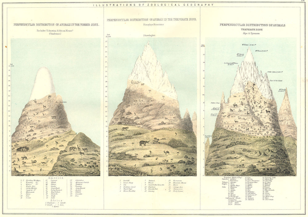VERTICAL ANIMAL DISTRIBUTION. Andes;Chimborazo;Himalayas;Alps;Pyrenees 1881 map