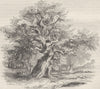 KENT. Sidney's Oak 1850 old antique vintage print picture