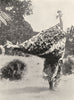 MELANESIA. Melanesia. A Mask made and worn only by boys; Gazelle Peninsula 1900