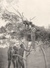 AUSTRALIA. Burial custom-Warramunga tribe; Tree visit to see who sent magic 1900