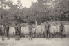 ANDAMAN NICOBAR ISLANDS. &. Andamanese peace-making dance;  1900 old print