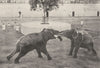 INDIA. Elephants fighting;tusks artificially truncated & trunks interlocked 1900