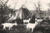 FINLAND. A Summer Camp,Lapland;Mosquitoes;leave forests for mountains coast 1900