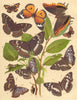 BUTTERFLIES. Duke Burgundy Fritillary; Nettle-tree; Purple, Orange Emperor 1903