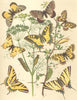 FESTOONED BUTTERFLIES. Scarce,Swallowtail; Eastern,Southern,Spanish; Apollo 1903