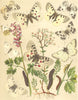 BUTTERFLIES. Papilionidae Pieridae;Apollo;Muse. Black-veined White;Mtn;Bath 1903