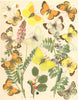 BUTTERFLIES. Pieridae;Green Mtn;Pale, Dark Clouded Yellow;Brimstone;Sulphur 1903