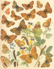 BUTTERFLIES. Nymphalidae; Mountain, Weaver's, Queen of Spain Fritillary 1903