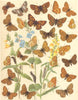 BUTTERFLIES. Nymphalidae; Alpine Fritillary. Side; Greasy. Glanville. ;  1903
