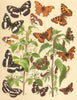 BUTTERFLIES.Nymphalidae;German White Admiral.Side;.Mediterranean;Indian;Map 1903