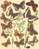 BUTTERFLIES. Satyridae;Dark,White Banded Brown;Grayling. Dryad;Eastern Wall 1903