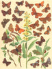 HAIRSTREAK BUTTERFLIES. Lycaenidae; Brown,Evergreen Oak,Black,Purple,Green 1903