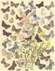 BUTTERFLIES. Lycaenidae;Narrow-border Silver-studded,Pale Alpine Blue;Argus 1903