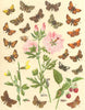 BUTTERFLIES. Hesperiidae; Mallow, Marbled, Grizzled, Red Underwing Skipper 1903