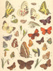 BUTTERFLIES. Scarce, Common Swallow-tail; Apollo; Muse; Bath White 1903 print