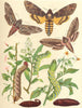 HAWK MOTHS. Sphingidae. Death's Head, Convolvulus, Privet, Bindweed 1903 print