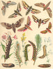 MOTHS. Hawk-Sphingidae; Pine. Bat-; Madder. Spurge. Vine-; Elephant 1903 print