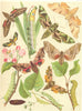HAWK MOTHS. Sphingidae. Striped;Oleander;Lime;Oak;Poplar;Green Hummingbird 1903