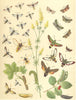MOTHS. Croatian Hummingbird;Narrow bordered Bee Hawk;Dark Hornet Clearwing 1903