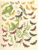 BURNET MOTHS. Irish,Scabious,Yarrow,Mountain,New Forest,Five-spot Burnet 1903