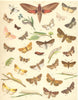 MOTHS. Elephant Hawk;Crimson-speckled Footman;Bond's Wainscot;Reddish Buff 1903
