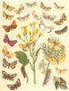 FOOTMAN MOTHS. Bombyces; Arctiidae. Streaked Alpine Dew; 4-Spot, Dun, Buff 1903