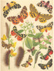 TIGER MOTHS. Bombyces Arctiidae; Scarlet, jersey, Large, Yellow, Cream-spot 1903