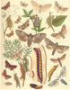 MOTHS. Bombyces. Scarce Goat; Wood, Reed Leopard; Festoon; Large Case 1903